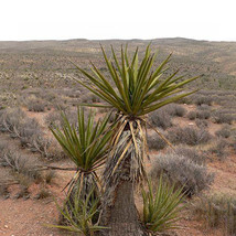 5 Of Yucca Schidigera Mojave Yucca Garden Plants - Seeds - $11.37