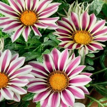 Fresh Seeds Gazania Big Kiss White Flame Ground Cover Plant Flower Seeds... - $13.06