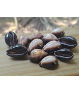 12 Cypraea Onyx Seashells – 1&quot; Ocean Beach Craft Shells Coastal Decor - $27.88 CAD