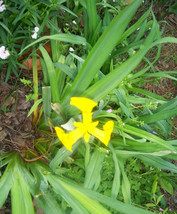 Yellow Flag Iris &quot;Iris Pseudacorus&quot; -30 Bulbs - $39.95