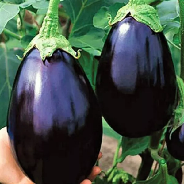 Black Beauty Eggplant Seeds Non Gmo 100+ Seeds Fresh Garden - £3.13 GBP