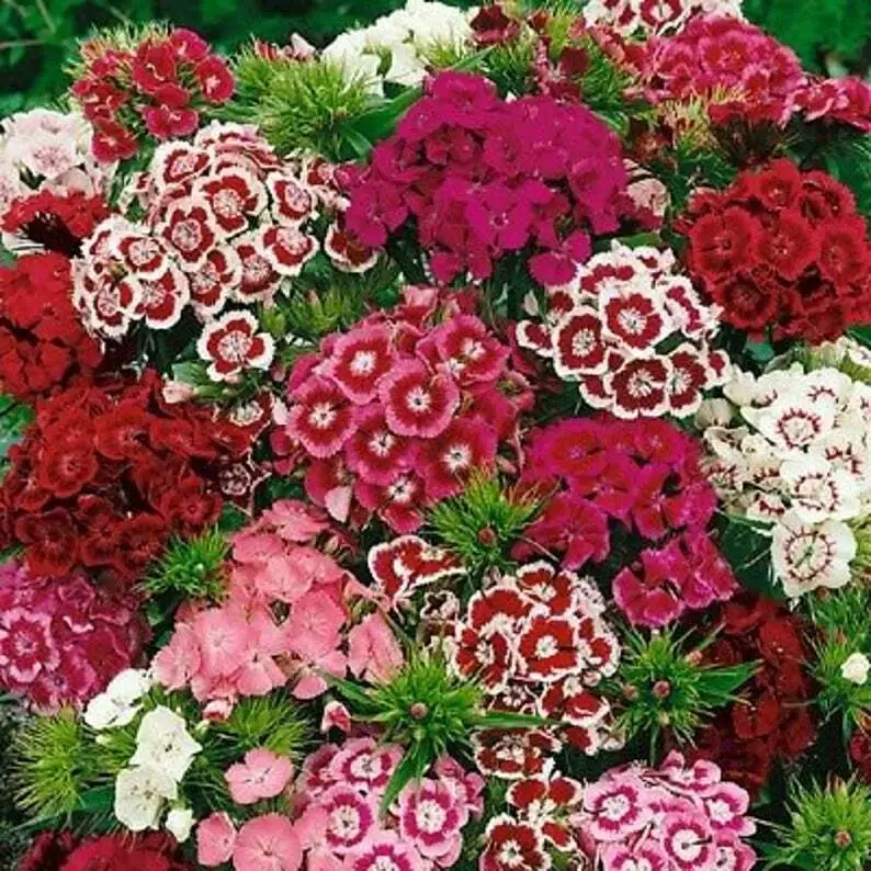 300 of Sweet William Flower Seeds - MIXED MULTI-COLOR SCENTED USA - $1.98