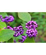8 Fresh Cuttings – French Mulberry (Purple Beautyberry) Bush - $34.00