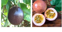 Purple Passion fruit Seeds 45+ (Passiflora edulis)Vine passion flower seeds - £22.37 GBP