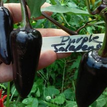 US Seller Purple Jalapeno Pepper Seeds Fast Shipping - £9.88 GBP