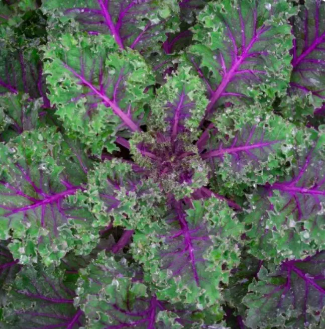 Kale RED RUSSIAN Tender, Mild Leaves Heirloom Healthy Foods KalNon-GMO 5... - $9.67