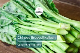 500mg Chinese Broccoli Kailaan Seeds - Open Pollinated Asian Green - Hei... - $5.00+