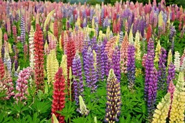US Seller 50 Lupine Russell Mix Seeds Native Pollinators Cut Flowers Perennial - £7.00 GBP