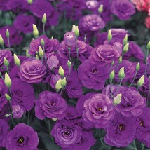 USA Seller 25 Lisianthus Seeds Borealis Blue Pelleted Seeds Flower Seeds Cut Flo - £15.37 GBP