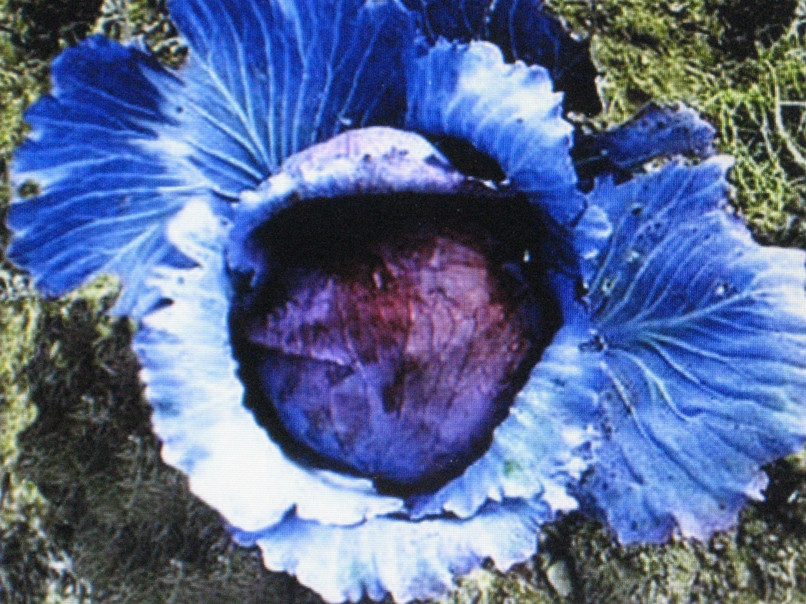 MAMMOTH RED ROCK CABBAGE*150 SEEDS* - $9.25