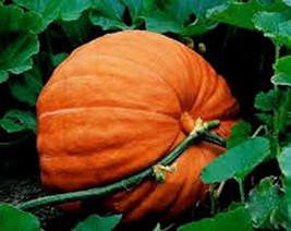 Pumpkin, Big Max Pumpkin Seeds, Heirloom, Non GMO,20 Seeds, Giant Pumpkins - $1.59