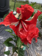 1 Pc Live Plant 5&quot; tall Red Hibiscus Flower Plant, Hibiscus Live Plant | RK - £43.54 GBP
