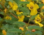 Partridge Pea Seeds 100 Seeds Non-Gmo  Fast Shipping - $7.99