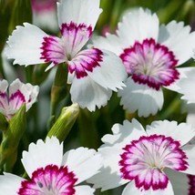 Dianthus Artic Fire Flower Seeds Fresh Garden Seeds - £5.80 GBP
