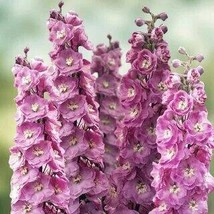  Pinkish Light Purple Delphinium Flowers, 50 Seeds - £9.58 GBP