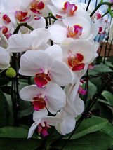 100 Seeds Phalaenopsis Orchid Flower T6 Beautiful - $7.11