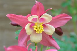 50 Pink Aquilegia Columbine Flower Seeds - £23.12 GBP