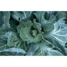 500+ Portuguese Cabbage Seeds – Heirloom Green Leaf Vegetable - $16.50