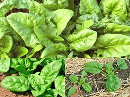 200 Seeds Bloomsdale Spinach Vegetable Garden Container Slow To Bolt - £13.23 GBP