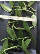 Vanilla Bean Orchid, 10” Aprox  Inches Fresh Cutting - $492.40 MXN