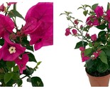 Top Seller - Vera Purple Bougainvillea Plant - 5&quot; Pot with Trellis - £51.06 GBP