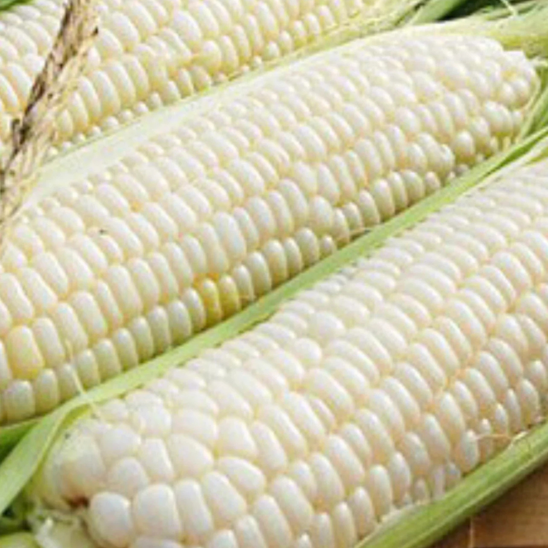 Fruits and Vegetables Silver Glutinous Corn White Waxy Corn - 10 Seeds Item image 3