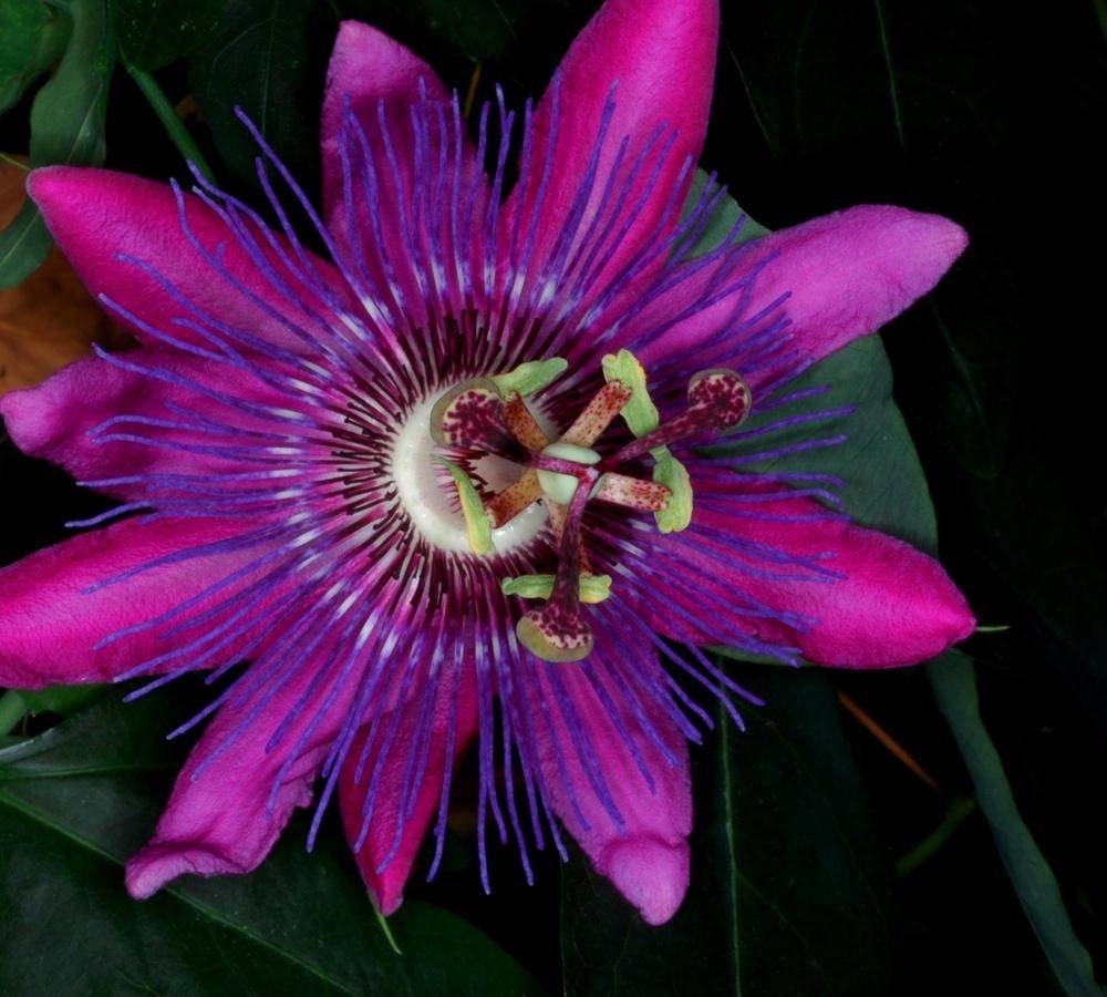 LAVENDER LADY PASSIFLORA Passion Vine~~Small Rooted Starter Plant~~ Pass... - $19.99