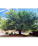 Black Cherry Tree Seeds Prunus Serotina Hardy 3 Fast Fall Color Flower P... - $279.62 MXN