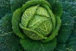 400 Savoy Perfection Cabbage Seeds  - £6.31 GBP