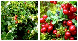 LINGONBERRY RED CANDY VACCINIUM VITIS IDAEA PLANT APPROX 5-7 INCH - $40.98