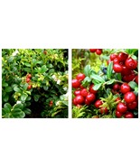 LINGONBERRY RED CANDY VACCINIUM VITIS IDAEA PLANT APPROX 5-7 INCH - £32.03 GBP