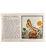 Haploa Clymene Moth 1934 Butterflies Of America Antique Insect Art PCBG14A - $19.99