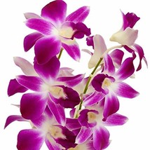 3 Hawaiian DENDROBIUM Orchid Starter Plants in 2 inch Pot - $113.85