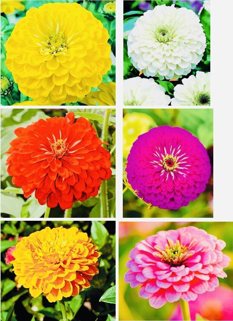 Zinnia Mix Flower Seeds Fresh Harvest New Fresh  - $3.98