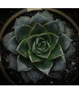 300 PCS Seeds Echeveria Purpusorum Seeds Fresh Ones - $64.27