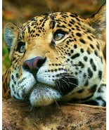 Tiger leopard wildlife  Art Print great wall hanging &quot;8x10&quot;  decorations... - $13.99