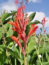 Fast Ship USA Seller 20 Common Red Flowered Green Leaved Canna Seeds - $7.80