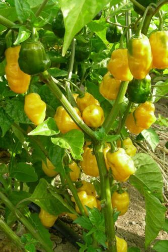 HOTTEST of All Habanero Caribbean Yellow 450K SHU 30+ Premium Heirloom Seeds USA