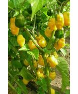 HOTTEST of All Habanero Caribbean Yellow 450K SHU 30+ Premium Heirloom S... - $4.99