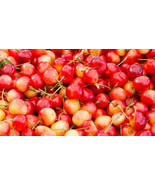 10 Queen Anne Cherry Seeds USA FAST SHIPPING - $8.99