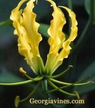 Gloriosa Lutea Flame Lily 10 Seeds Fresh Garden USA SELLER - £16.03 GBP