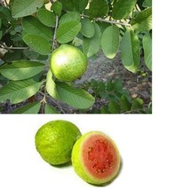 Guava Fruit Hawaiian Seeds 1Pack - - £19.09 GBP