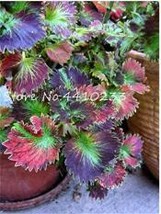 100  pcs Bonsai Colorful Coleus Foliage Plants Rainbow Leaf Plant Dragon Cold-To - £6.67 GBP