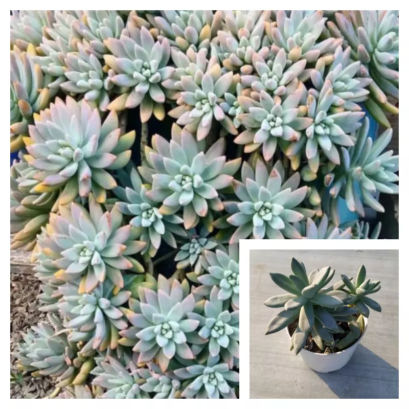 Graptosedum Darley Sunshine Plant 4Inches Francesco Baldi Succulent Live... - $16.99