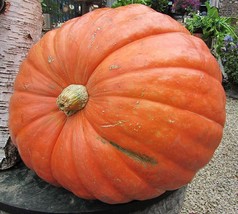 VP Pumpkin Big Max Up To 100 Lbs. 10 Seeds Us Made In Usa - £1.24 GBP