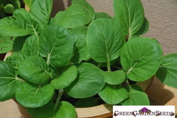 Pak Choi Seeds Bok Choi Seeds Chinese Cabbage 1500 Seeds Fresh Garden - £7.37 GBP