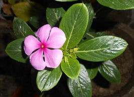 100 Seeds Flower Dwarf Pink Periwinkle Ground Cover - £7.75 GBP