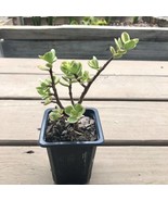 Variegated Elephant Bush Portulacaria Afra Succulent 25 Inch Potted Plan... - €22,36 EUR