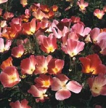 Seeds 500 Carmine King California Poppy Pink Eschscholzia Californica Flower See - £21.24 GBP