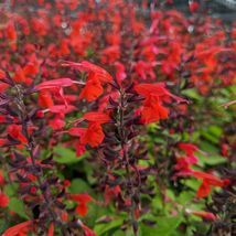 40 Hummingbird Forest Fire Salvia Seeds Perennial Flower Drought Tolerant Sage - £14.12 GBP